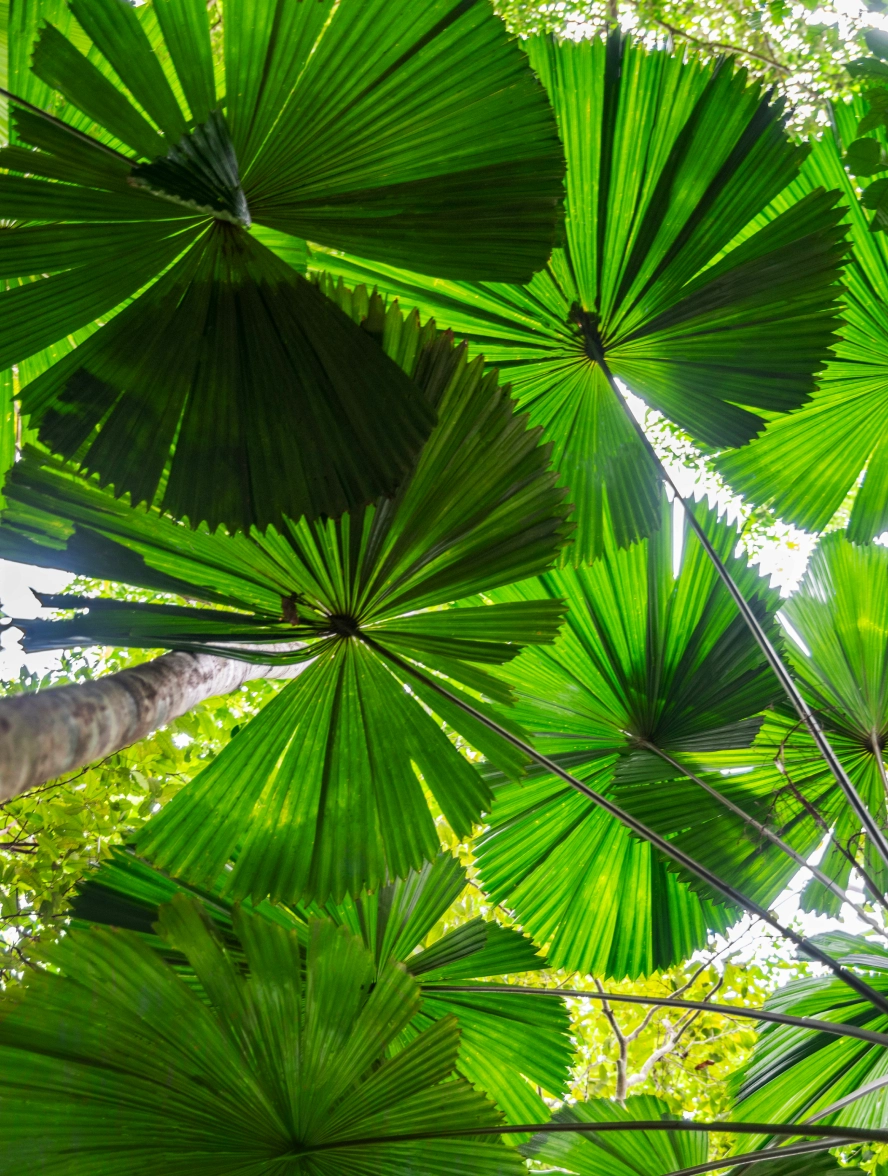 Tropical Palm leave on Daintree Coast, Queensland, Australia
