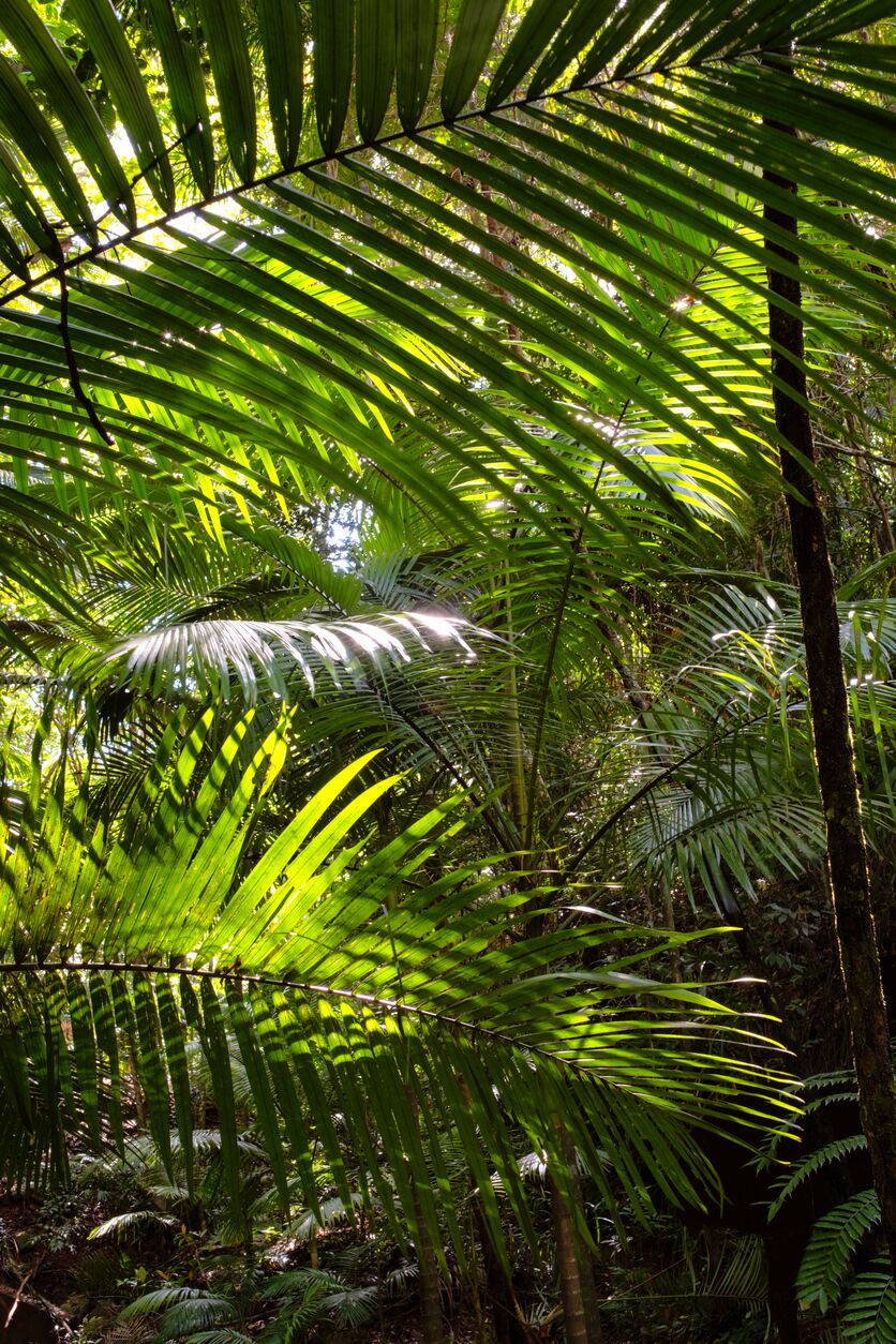 Daintree Rain Forest ferns